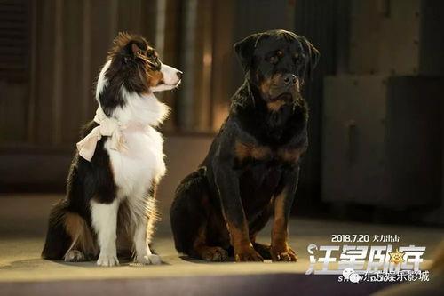 明星的明犬,闪耀星光下的忠诚伙伴