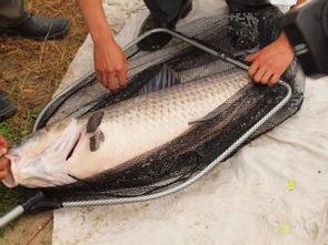 钓到大鱼图片,钓获罕见大鱼瞬间